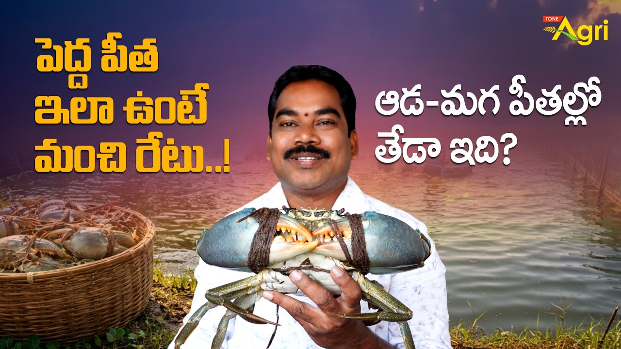 Crab, Pithalu Farming | పెద్ద పీత ఇలా ఉంటే మంచి రేటు..! Tone Agri