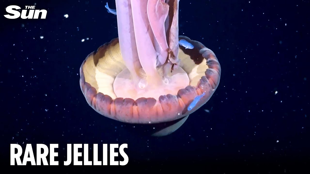 Rare BUS-sized JELLYFISH seen in extraordinary detail off the coast of Argentina