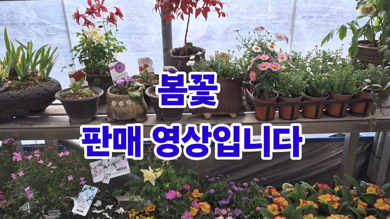#봄꽃 크로커스,무스카리,앵초,종이꽃,삼지구엽초