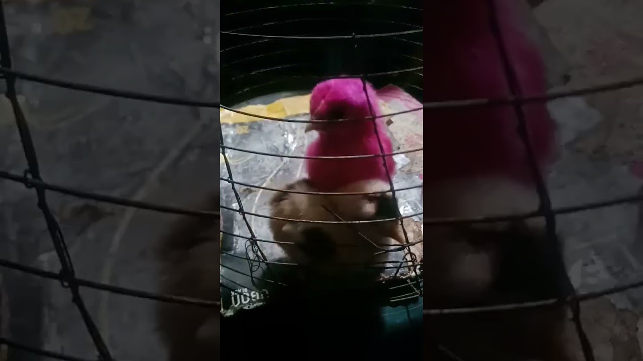 Keouti cuje#short#viral#ytshortsindia