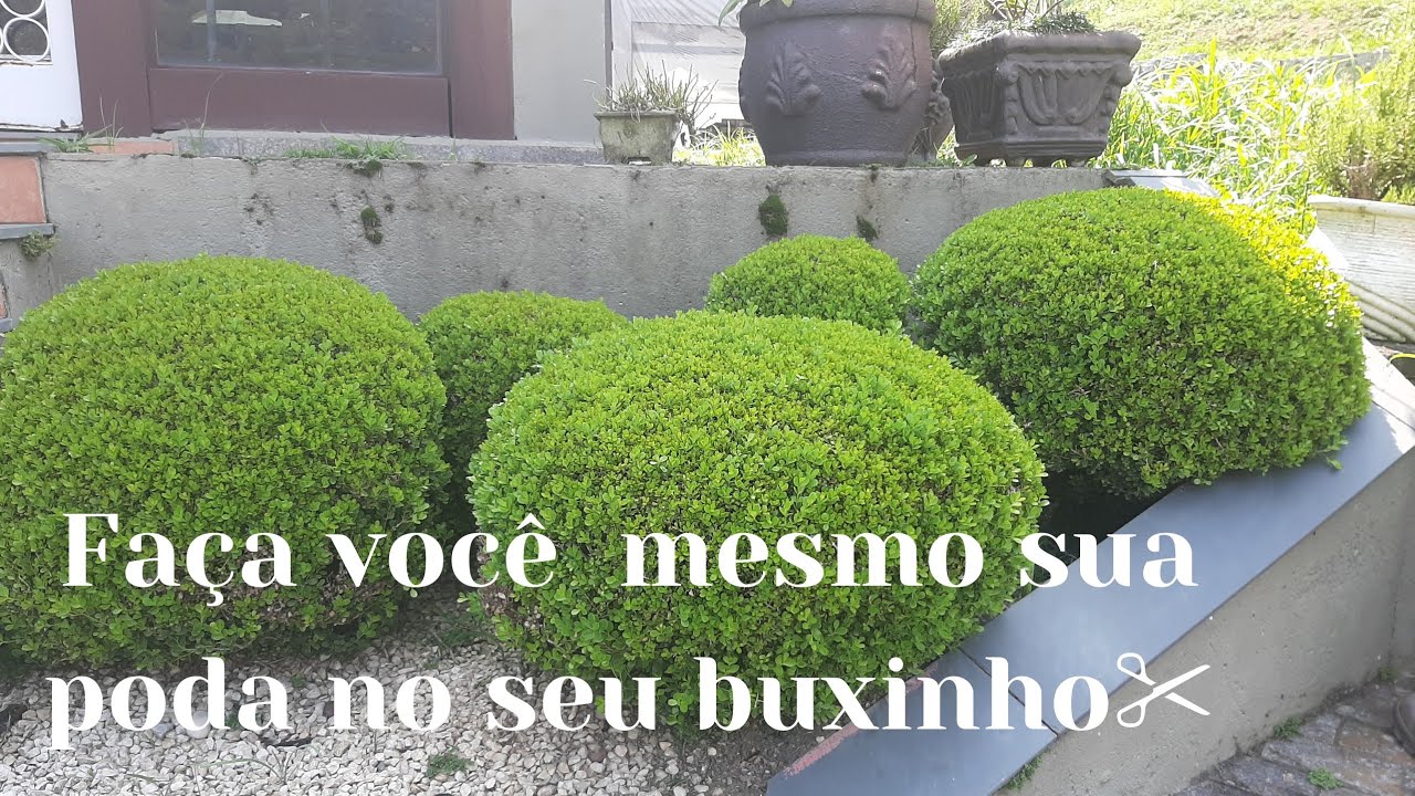 Fa&ccedil;a Voc&ecirc;  Mesmo sua Poda no seu Buxinho ✂️