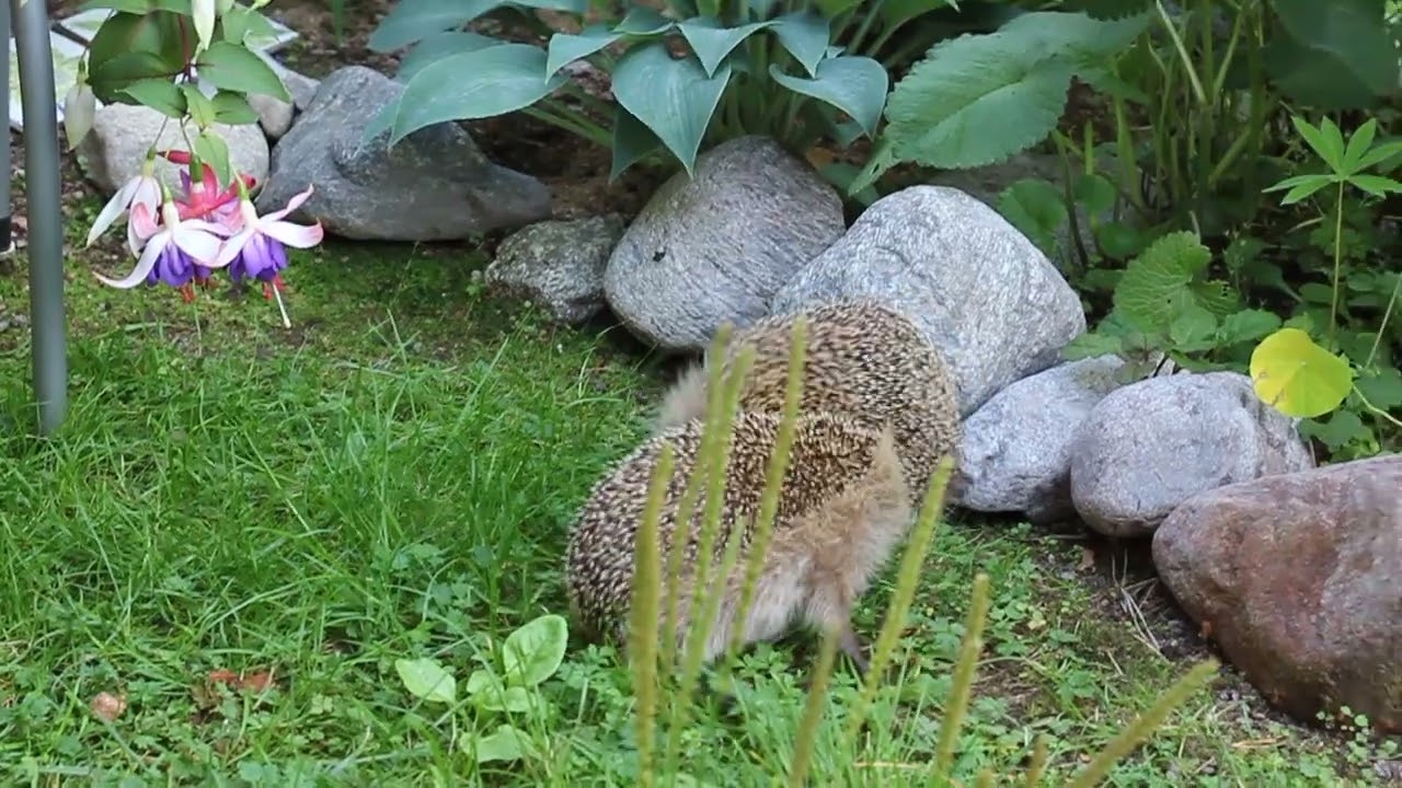 hedgehog argument