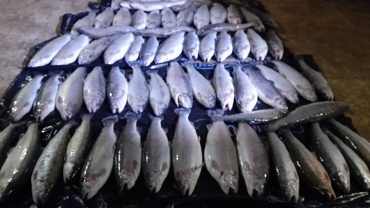 DERE KAMIŞI DAYANMADI! ⚓️ GÜMÜŞHANE’DE HAMUR VE AT-ÇEK AVI 🎣 | SU KUNDUZU