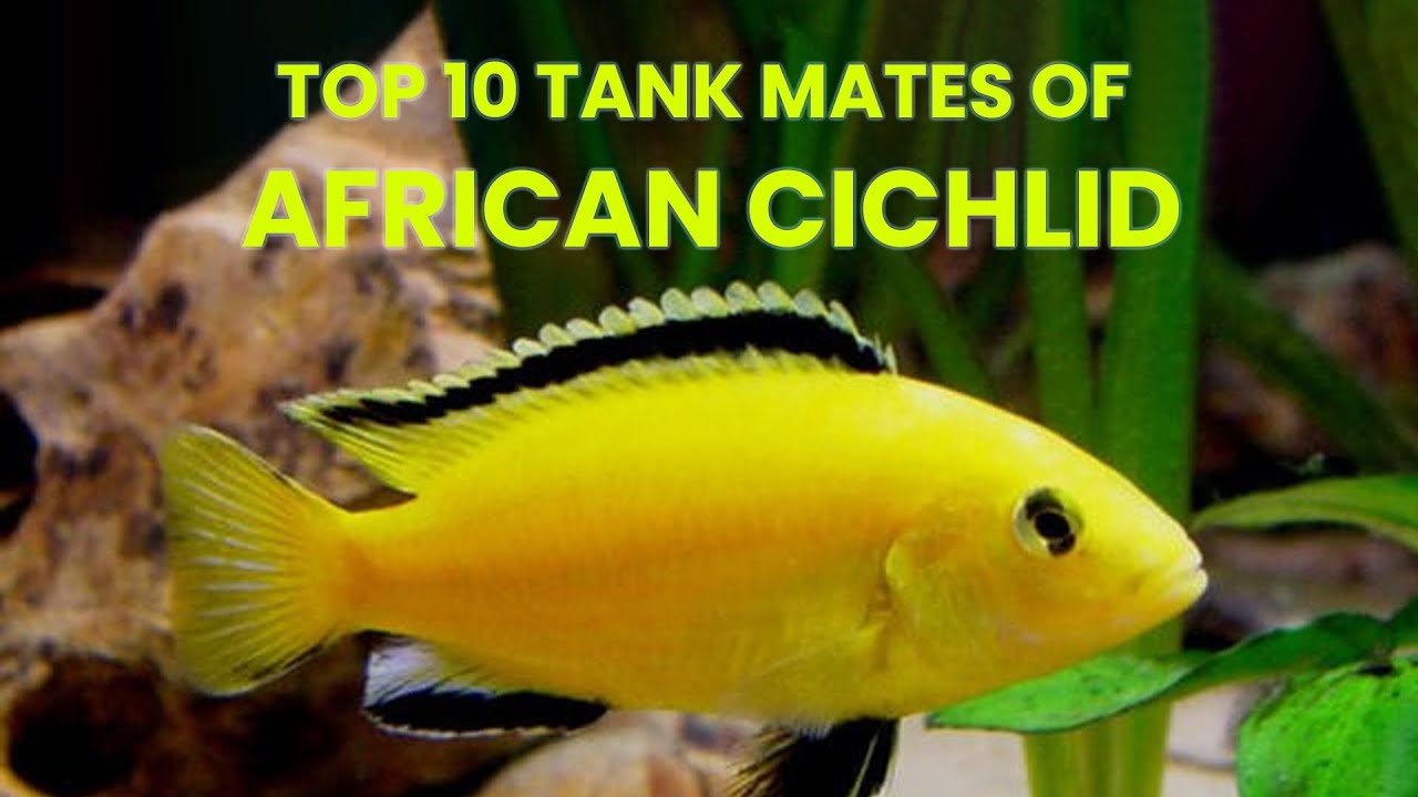 Top 10 Tank Mates of African Cichlid