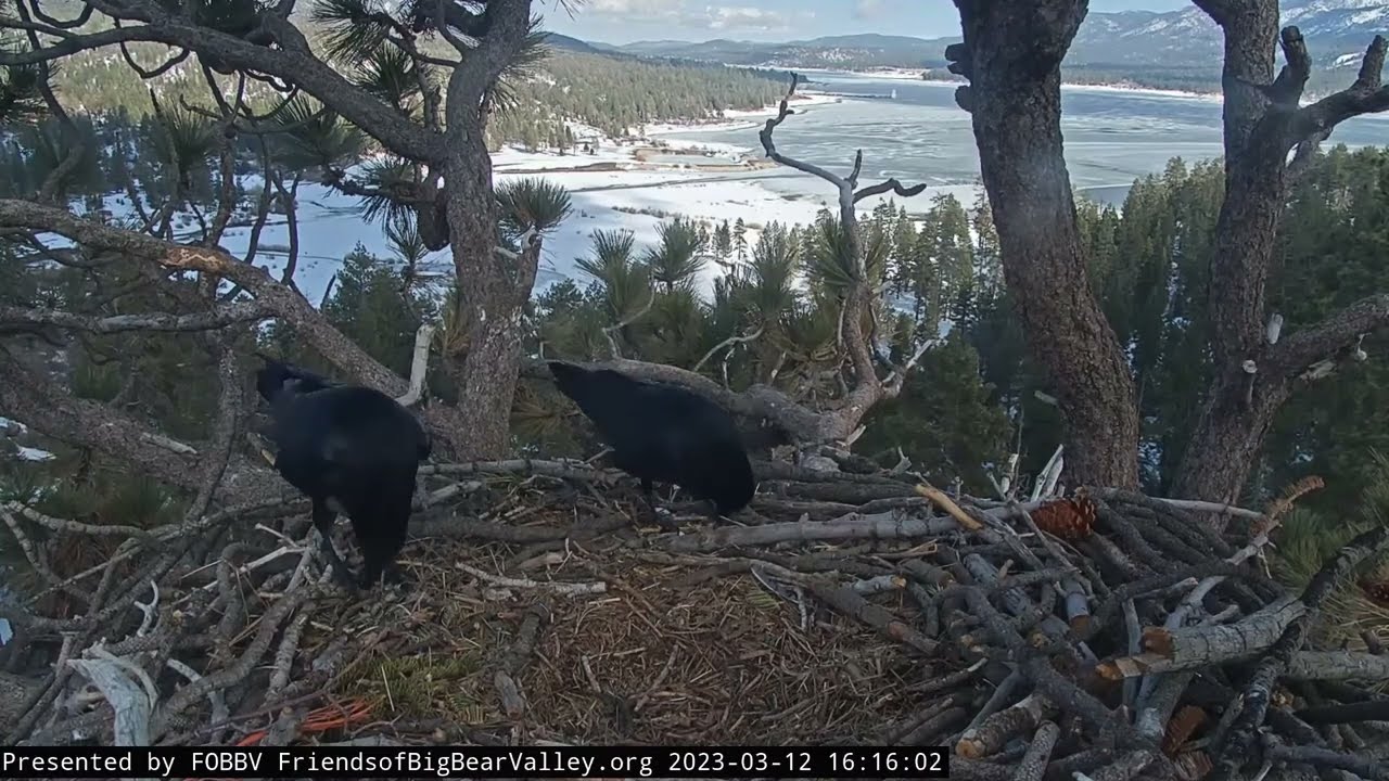 КРУКИ. ГНІЗДО БІЛОГОЛОВОГО ОРЛАНА. КАЛИФОРНИЯ. США 7-3-23-RAVENS. BALD EAGLE'S NEST. CALIFORNIA. USA