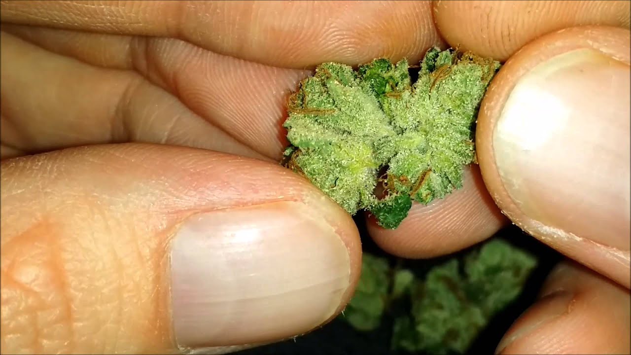 Up Close #1 Death Star/Sour Diesel