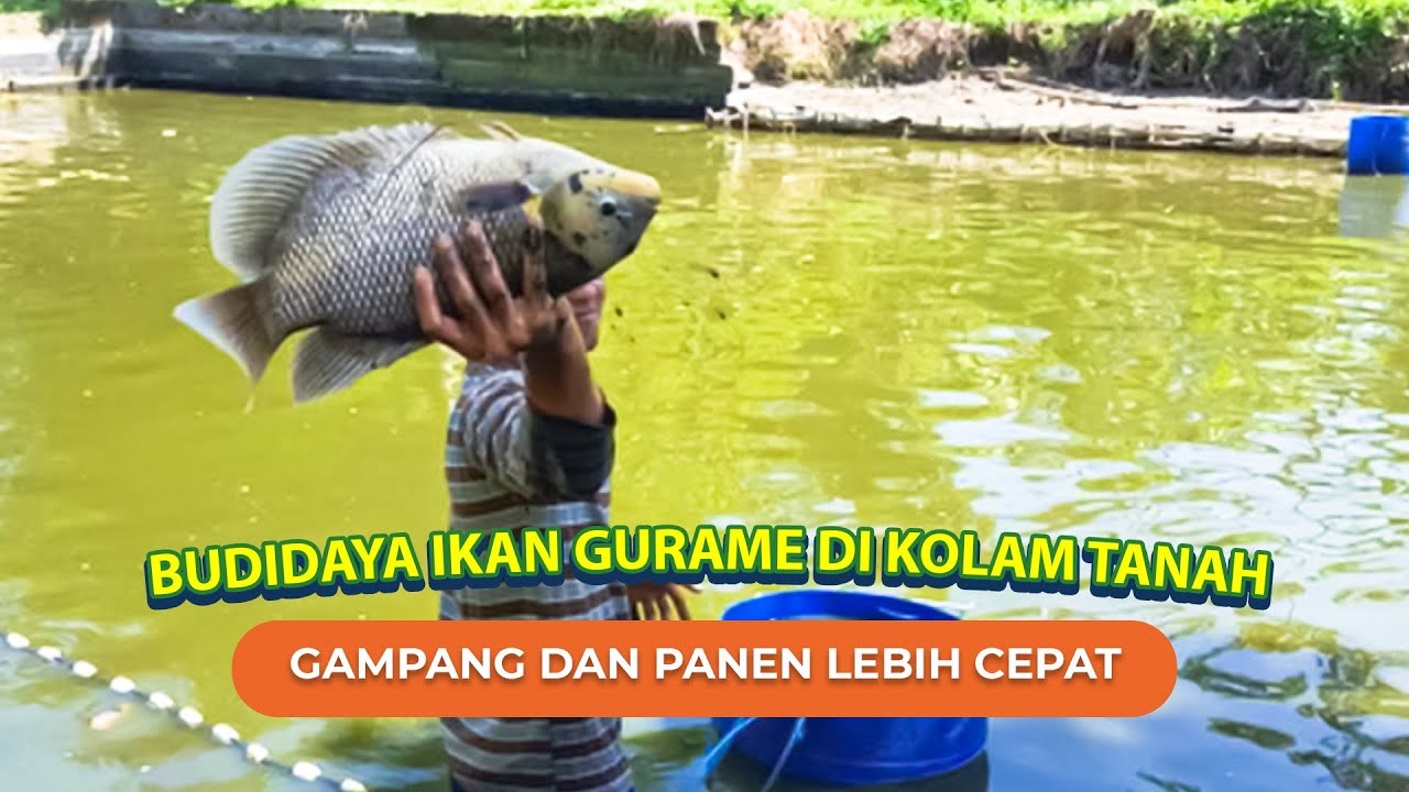 Panduan Cara Budidaya Ikan Gurame di Kolam Tanah