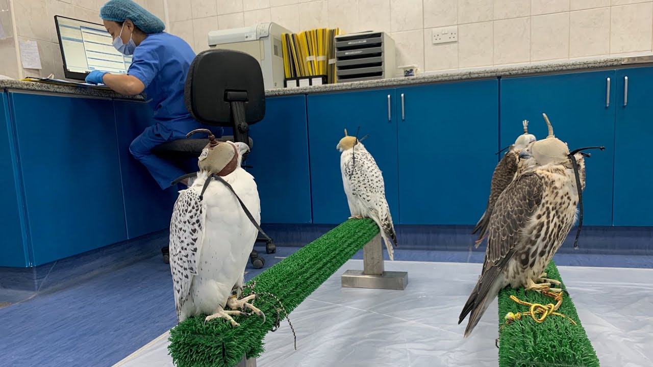 The Abu Dhabi Falcon Hospital