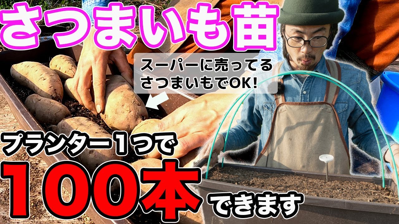 【さつまいも苗出し】知らないと損するさつまいもの苗の作り方