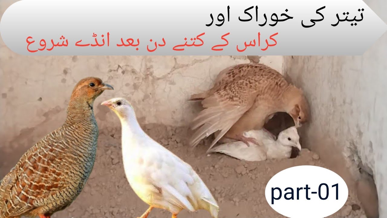 Irani teetar eggs season | The Grey Francolin is starting cross | teetar andon per baith hai #viral 