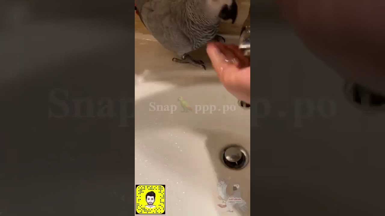 كوكو الخبل| منفس😂😭