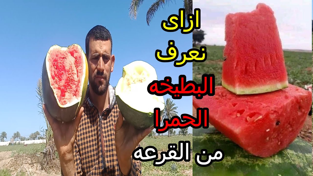 ازاى اعرف ان البطيخه حمرا وطعمها حلو#زاعةالبطيخ#البطيخ#التميزوالإبداع