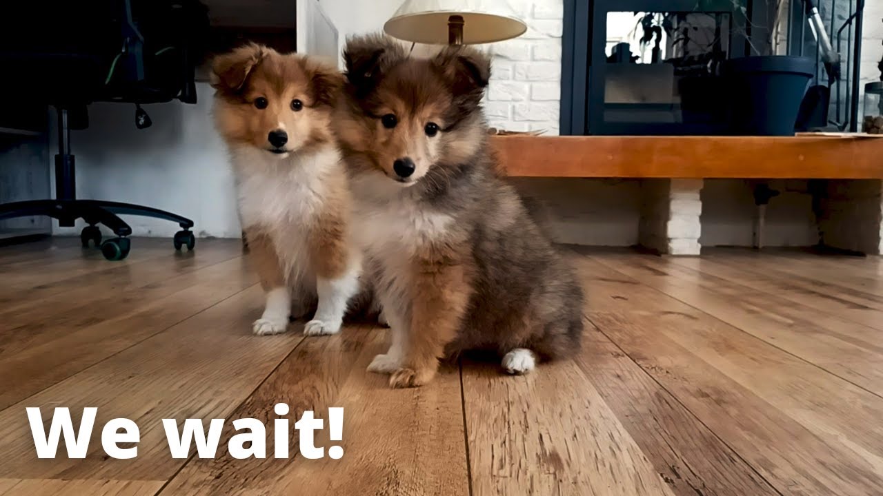 Shetland Sheepdog Puppies Learn How to Wait
