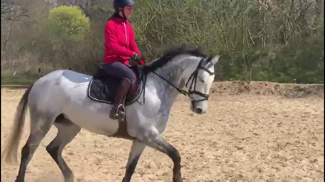 Galop 5 - 6 : Incurvation et Contre Incurvation