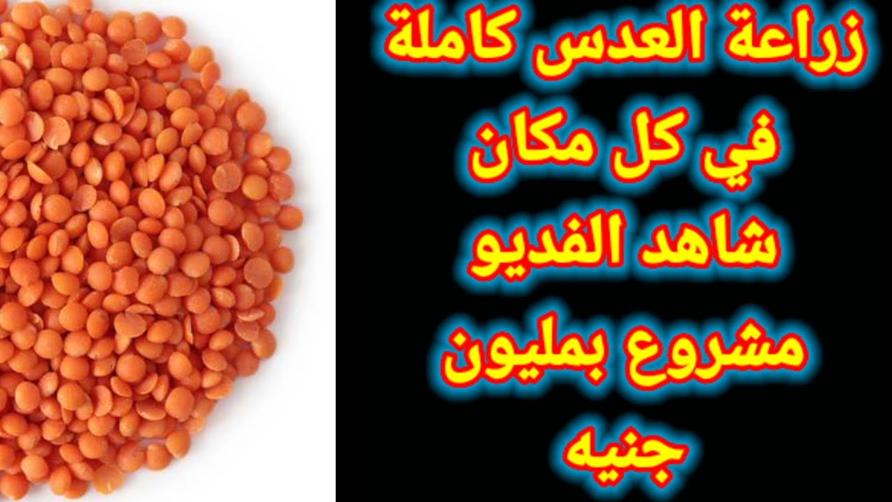 زراعه العدس كامله في اي مكان وخاصه في مصر كيف يزرع في وجه بحري شاهد الفديو بمليون جنيه