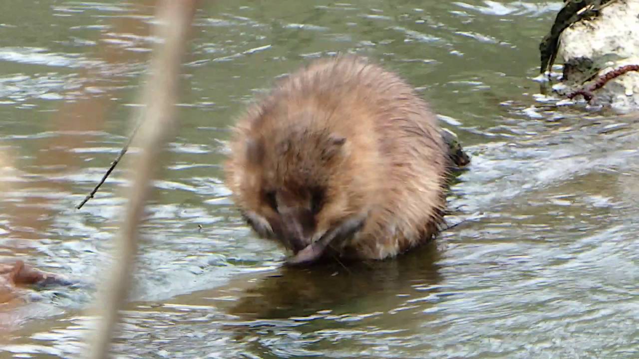 2016 Niederstetten Weinstraße