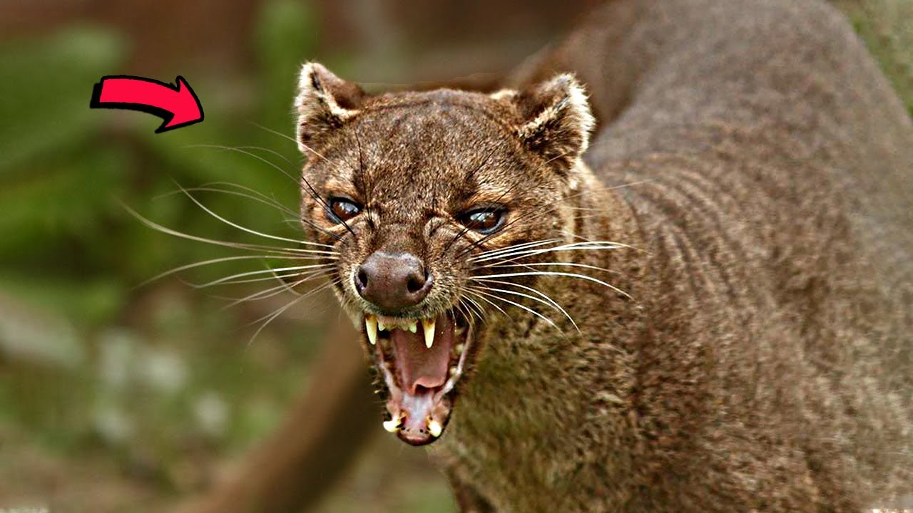 Мистический Кот Держащий в Страхе Весь Мадагаскар! ФОССА В ДЕЛЕ!