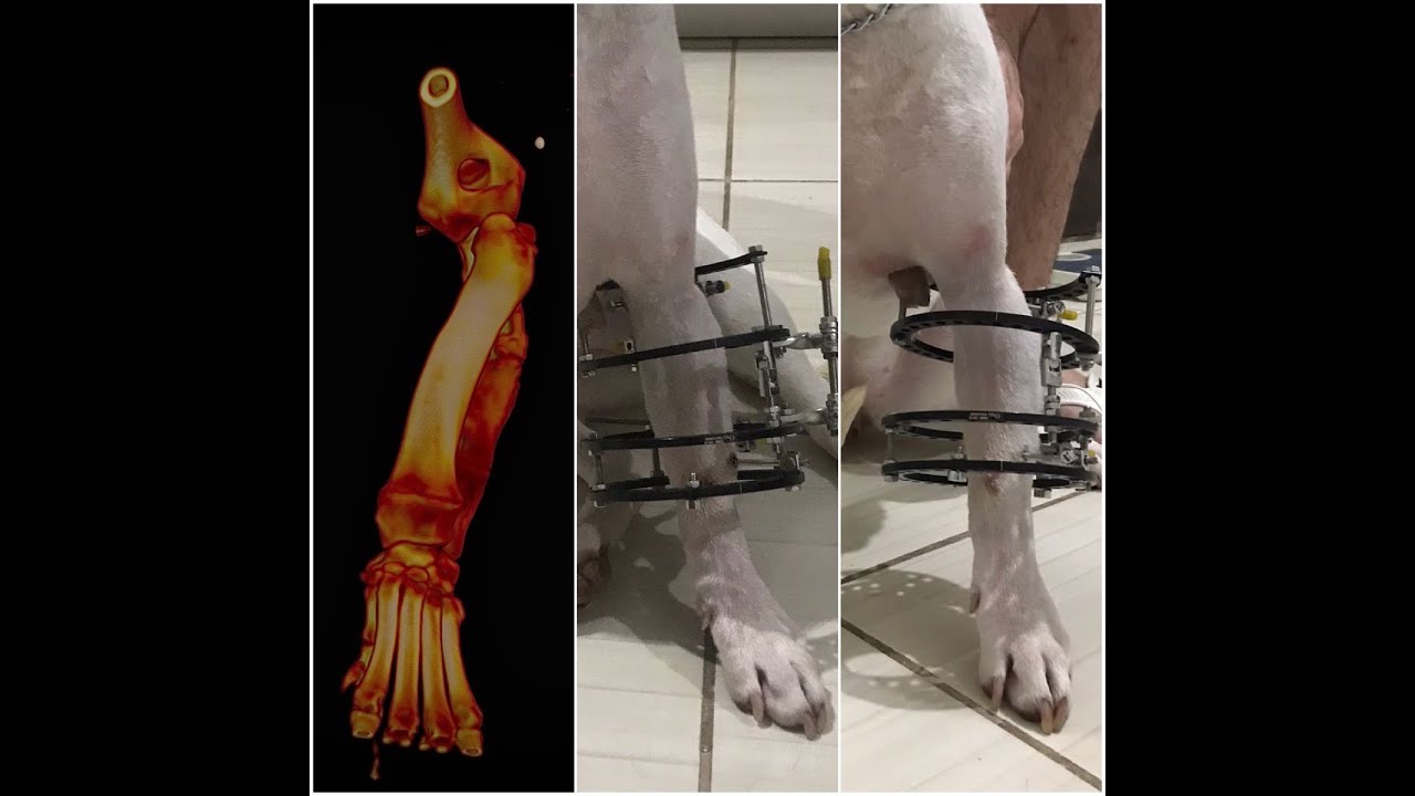 Canine Limb Deformity - Ilizarov method application in oblique plane osteotomy. #pets