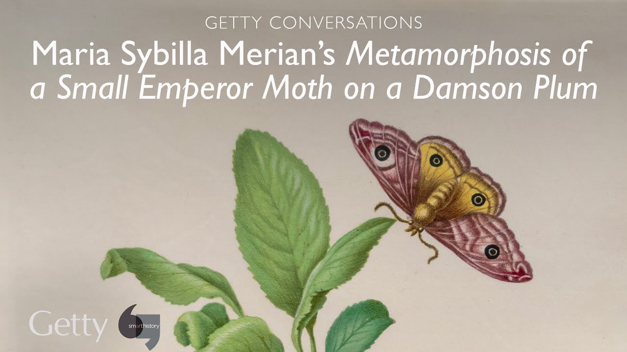 Maria Sybilla Merian's Metamorphosis of a Small Emperor Moth on a Damson Plum: Getty Conversations
