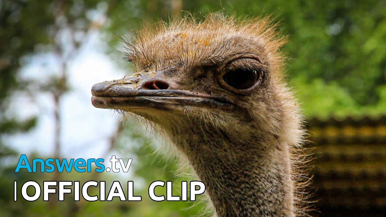 Kashtan's Wildlife in the Zoo / Official Clip / It's for the Birds