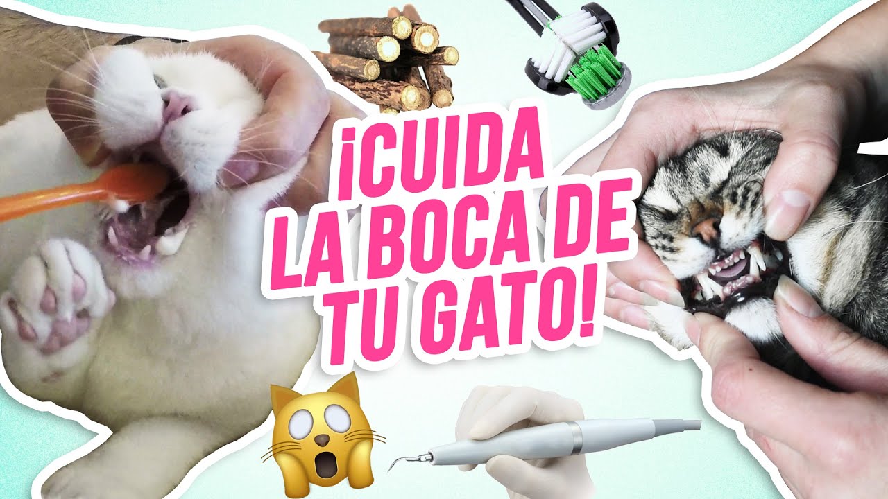 ¿Qué CUIDADOS necesita la BOCA de tu GATO en CASA? 🦷🙀👄 | Guía para unos DIENTES felinos SANOS