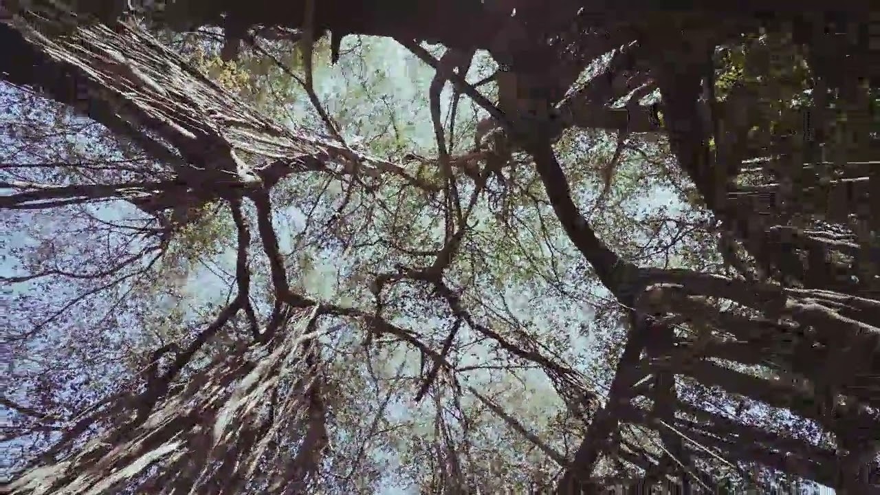 Vue magnifique depuis le sol sur les branches des grands arbres