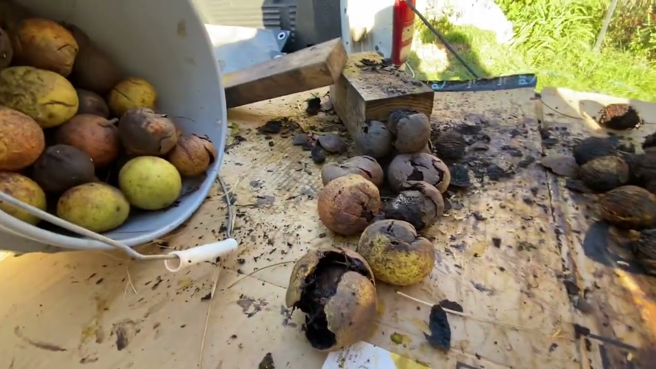 Hulling Black Walnuts