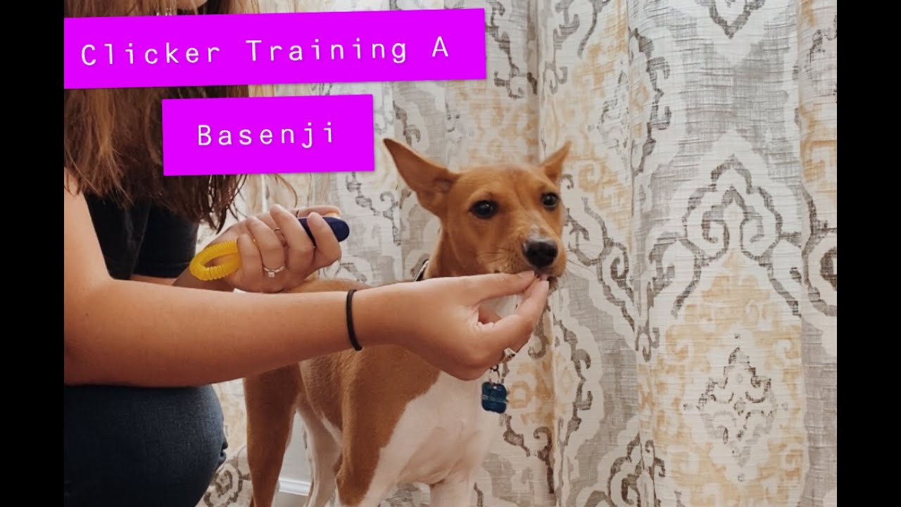 BASENJI: a Quick Video on Clicker Training/ Marker Words