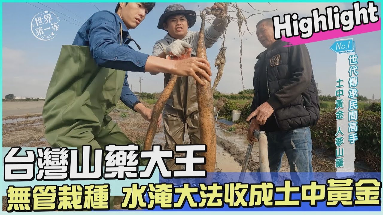 【彰化】台灣山藥大王 水淹大法收成土中黃金（播種工程）｜《世界第一等》1090集 Highlight 精彩搶先看