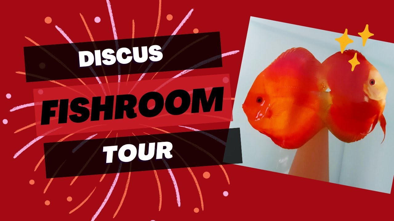 Discus fish room tour