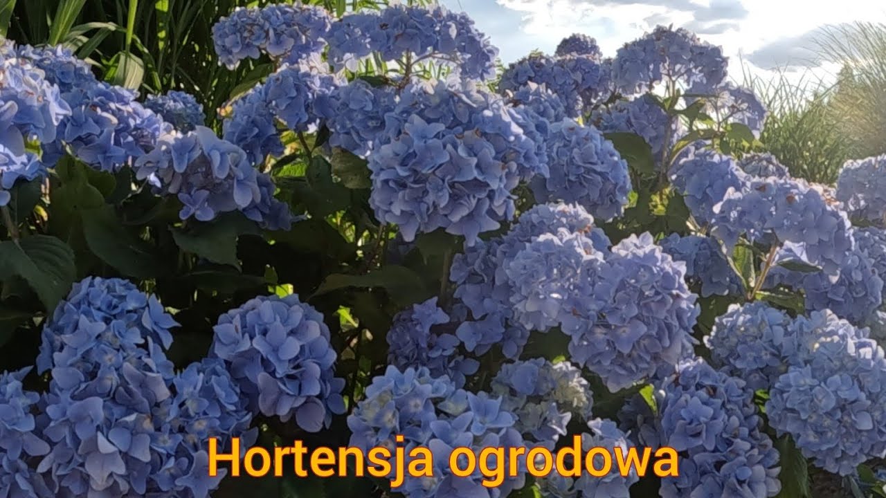 Niebieska hortensja ogrodowa - Hydrangea macrophylla
