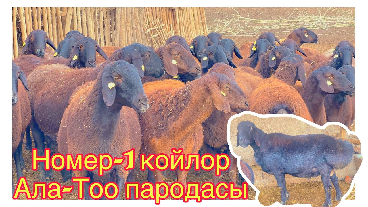 Лидер номер-1 Койлор Чыкты Ала-Тоо пародасы @BARPYKG 