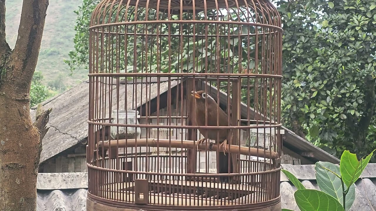 Chim Họa Mi Hót Giọng Rừng Chuẩn Không Tạp Âm.