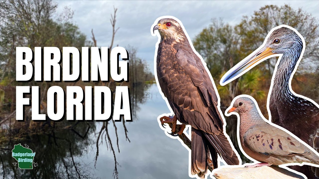 Finding ICONIC Wetland Bird Species in Florida!