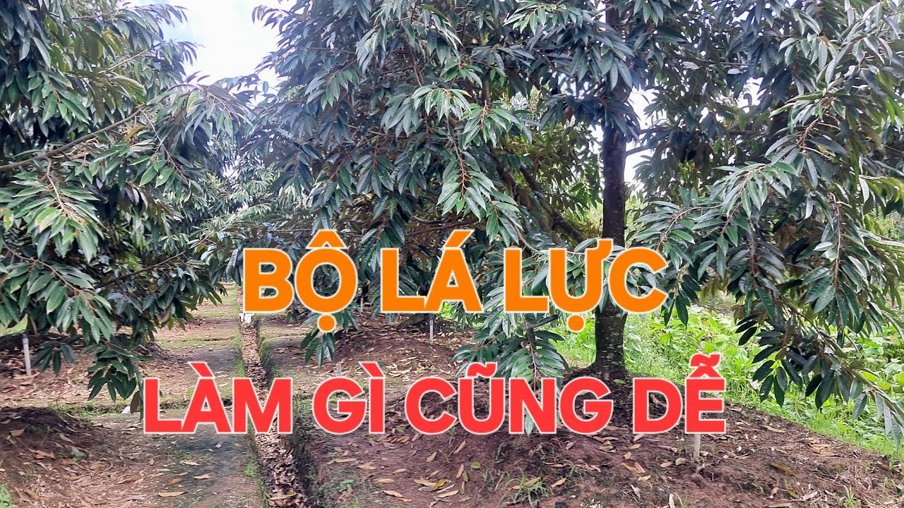 BỘ LÁ LỰC: LÀM GÌ CŨNG DỄ || Ở MỌI GIAI ĐOẠN @SAURIENGMIENTAY