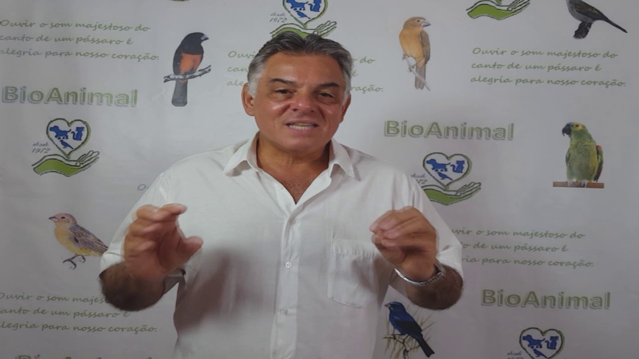 DICA 5 TROCA DE PENA DO SEU PASSARO