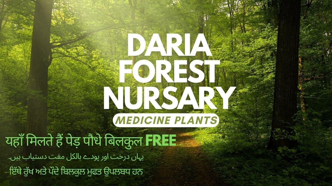 यहां दिए जाते हैं मुफ्त में पेड़-पौधे - Most Powerful Medicinal Plants - Daria Forest Nursery