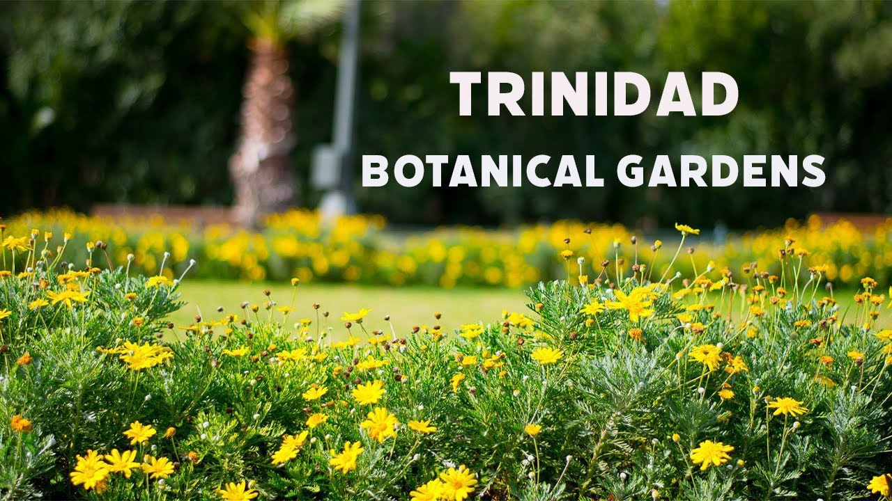 A breezy Afternoon walk in Trinidad's BOTANICAL GARDENS !