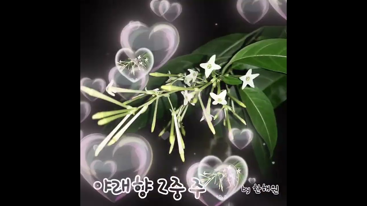 폰녹음. 야래향 2중주 위드 오카리나