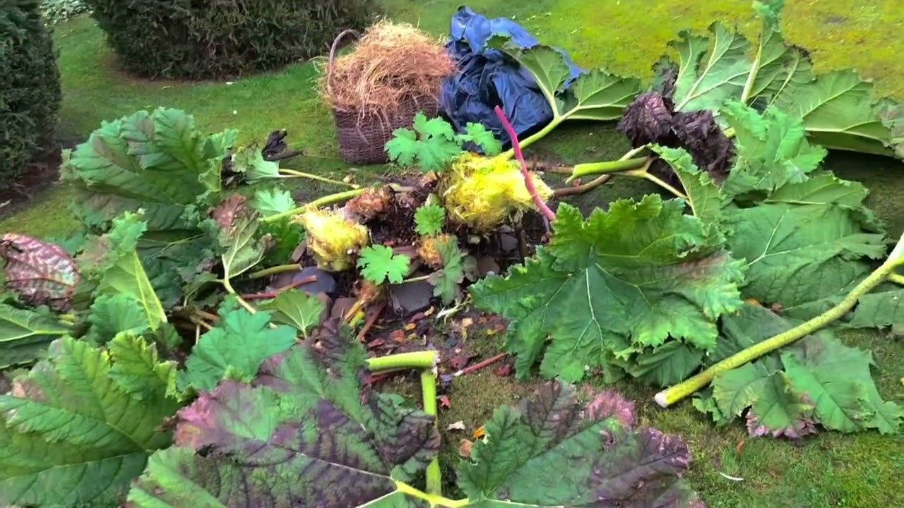 Gunnera manicata. Okrywanie na zimę