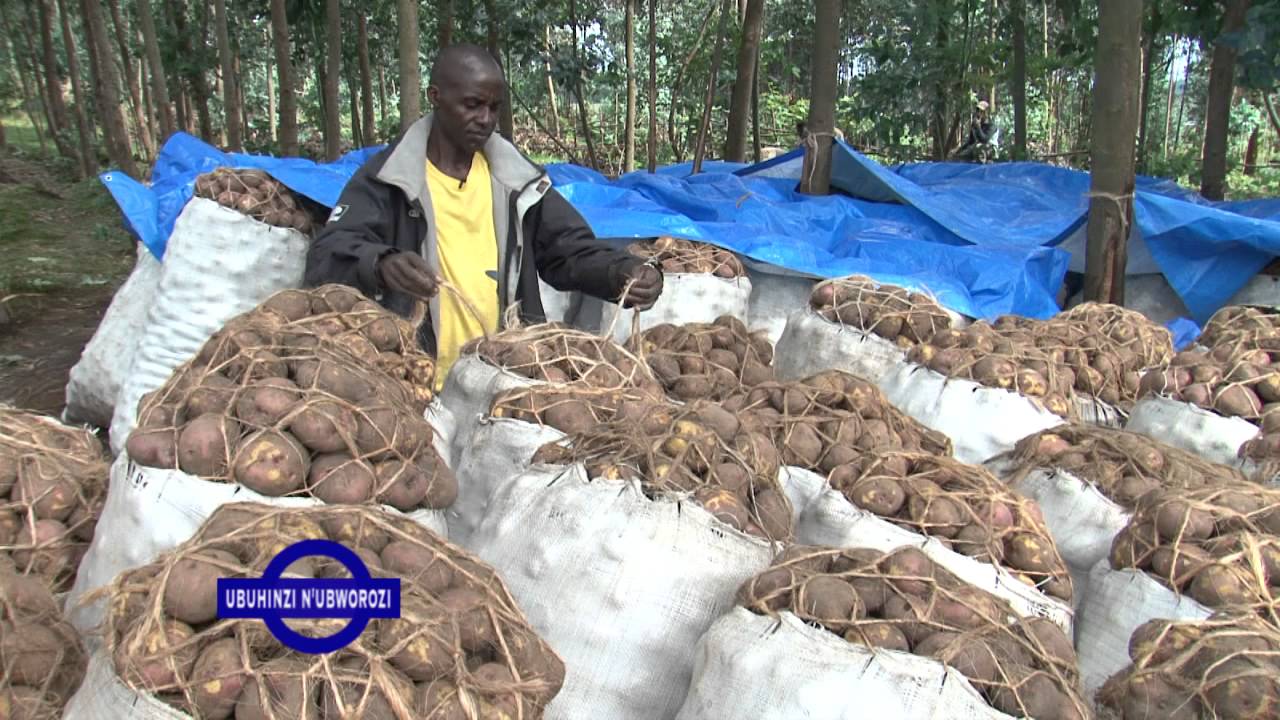 Ubuhinzi Bw'Ibirayi Kinigi