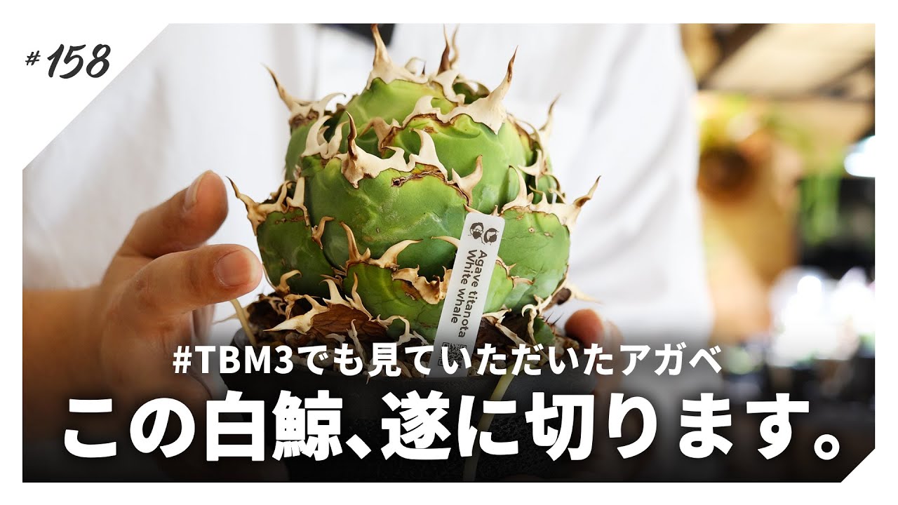 あのアガベ白鯨を遂に切る決心が付きました。｜胴切り｜イシスメンシス/チタノタ/オテロイ