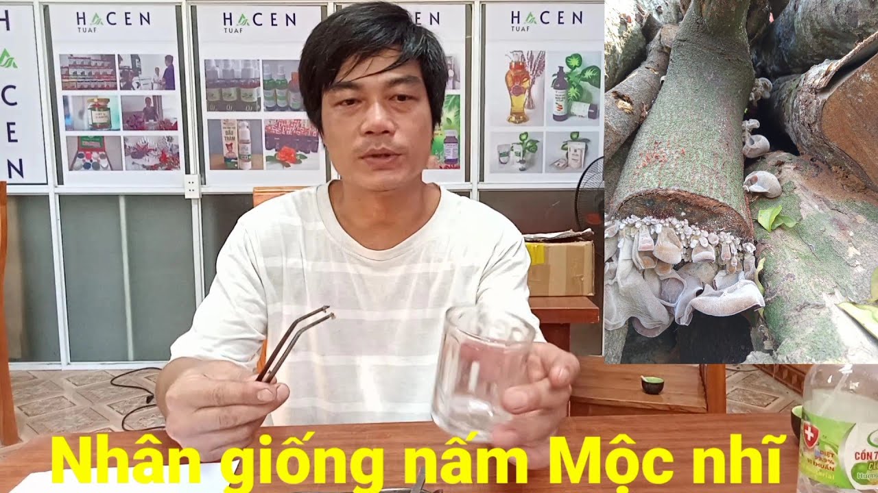 Hướng dẫn nhân giống nấm mộc nhĩ