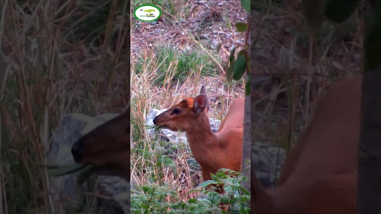 Muntjac at 