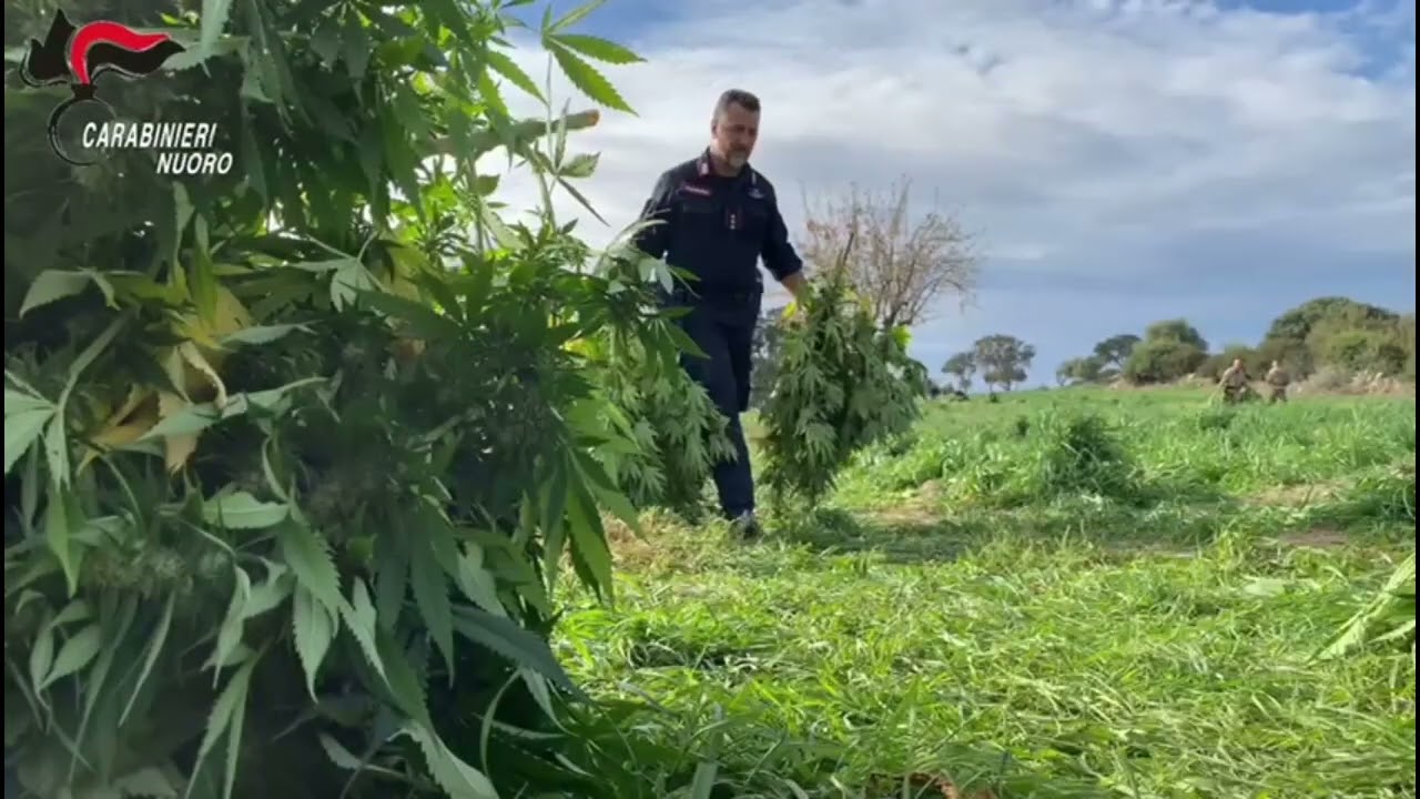 Orotelli, maxi sequestro di marijuana, arrestato un giovane di 24 anni