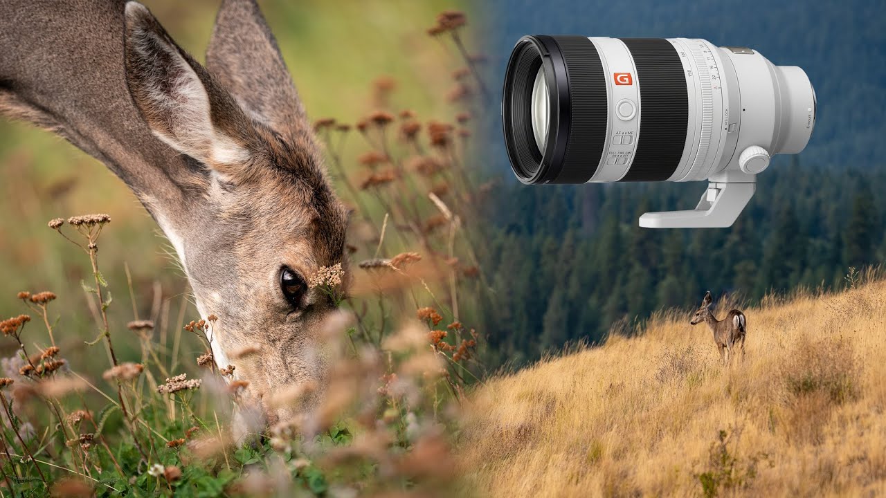The Sony FE 50-150mm f/2 GM Lens Is Insanely Good!