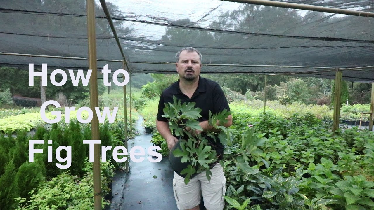 How to grow Fig Trees with detailed description