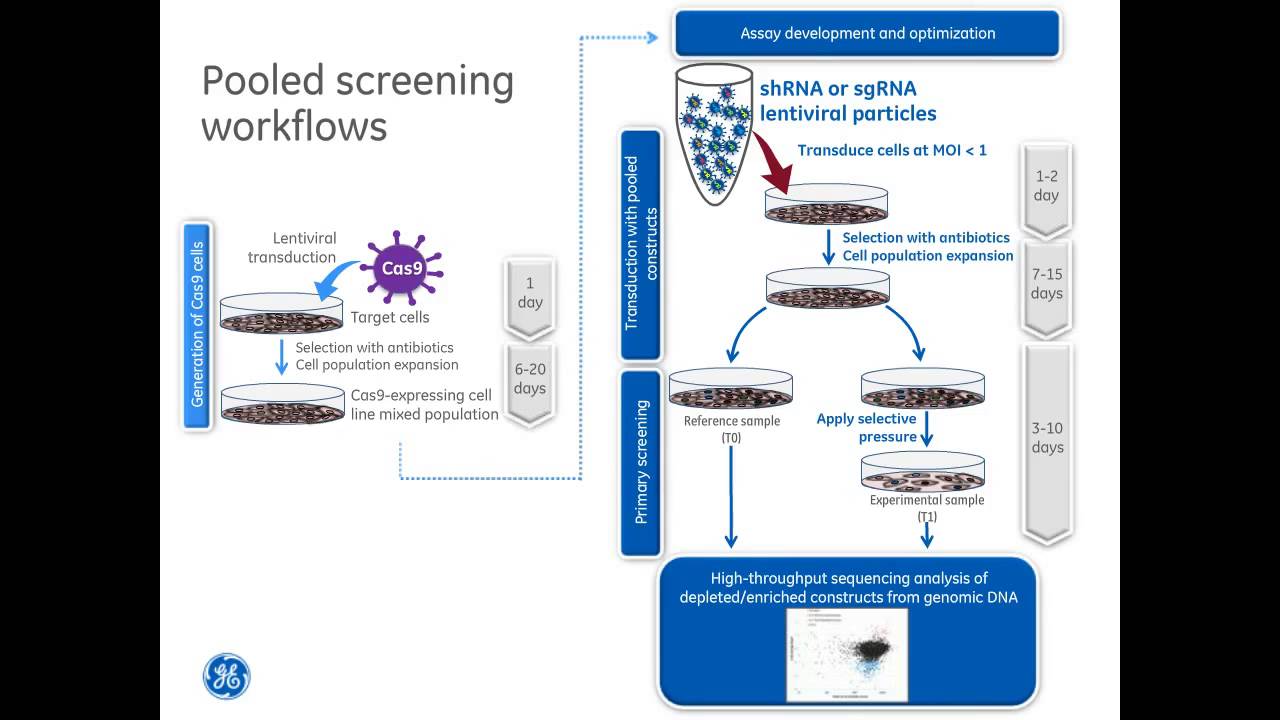 Anja Smith-How to identify key genes with CRISPR Cas9 and shRNA screens