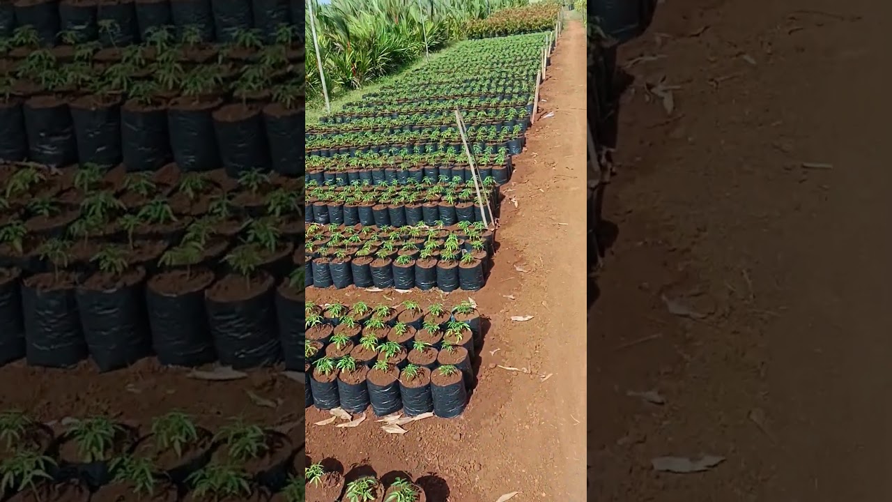 Kedondong mini tunas bibit purworejo