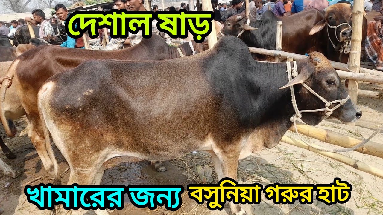 দেশাল ষাড় গরু ক্রয় করুন আজকের বাজার জেনে নিন । Dasi cow । 